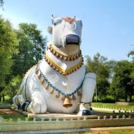 Close-up of Nandi's face, depicting its calm and majestic expression