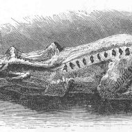 Drawing of Navajo trickster figure Mi'i