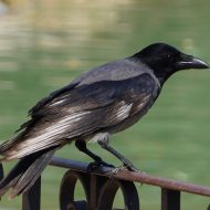 Mythlok - Badb today