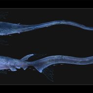 Ancient Polynesian carving depicting IKA-ROA