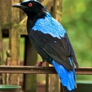 Tigmamanukan bird perched on a tree branch, looking majestic.