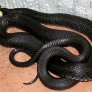 Zaltys, the Sacred Snake, depicted in a vibrant and colorful illustration