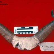 Mythlok - Kting Voar horns