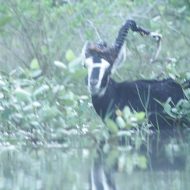 Mythlok - Kting Voar image