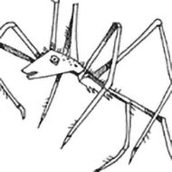 Mythlok - Nareau traditional drawing