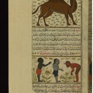 Mythlok - Nasnas reference