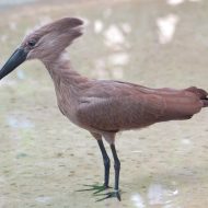 Mythlok - Impundulu bird