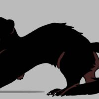 Mythlok - Bajang polecat