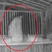 Mythlok - Kuntilanak Captured