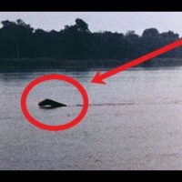 Footage of the African Loch Ness Monster, Mokele-Mbembe