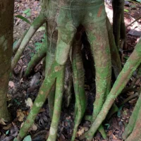 An image of the Amazonian Chullachaqui Caspi Plant