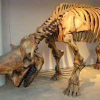 Mythlok - Emela Ntouka wood skeleton Supposed skeleton of the Mbuti & Twa monster Emela Ntouka