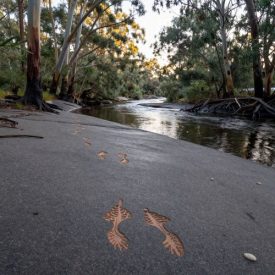 Mythlok - Taungurung_ scene of Taungurung Country in Central Victoria, representing Taungurung mythology